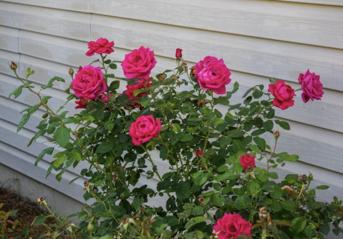 7 важных дел, которые нужно сделать с розами весной