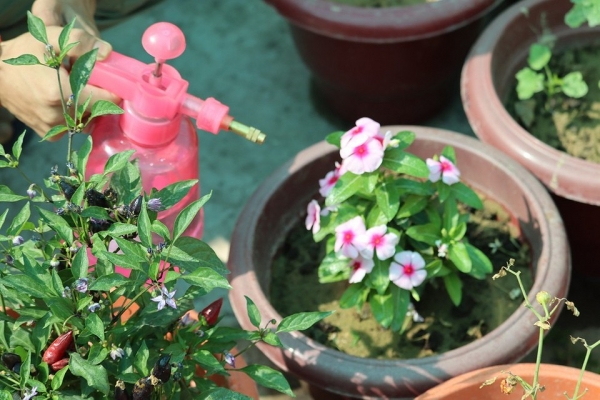 Подкормка петунии для пышного цветения: 8 лучших удобрений