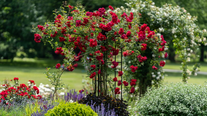 Как использовать плетистые розы в ландшафтном дизайне?