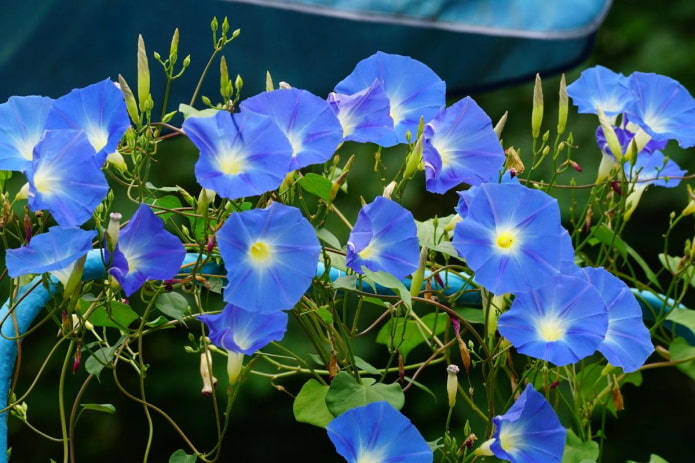 Растения с синими цветками