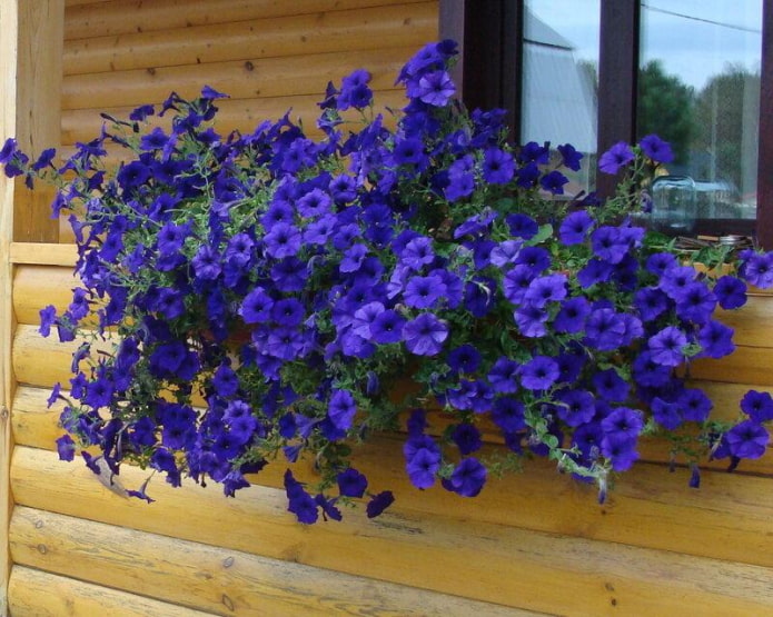 Растения с синими цветками
